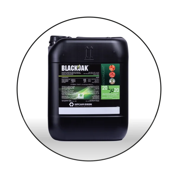 BLACKJAK